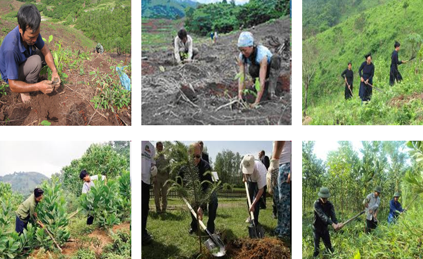 Những công việc chăm sóc rừng sau khi trồng - hướng dẫn chi tiết và tầm quan trọng