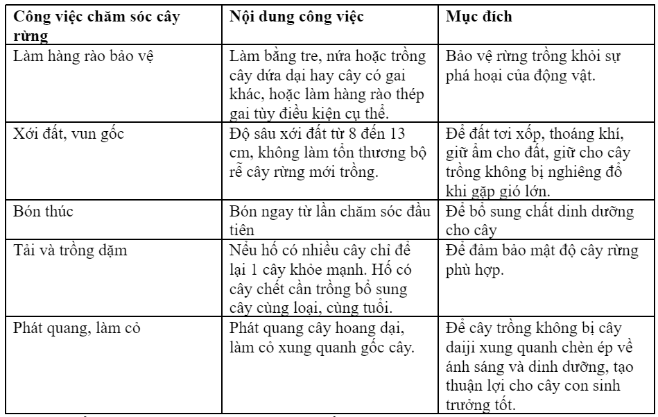 100 công việc chăm sóc rừng: hướng dẫn chi tiết và tầm quan trọng