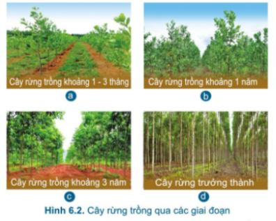 Giải công nghệ lớp  bài xích  trang    sgk cánh diều