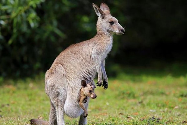 Phương pháp kangaroo trong quan tâm trẻ sinh non